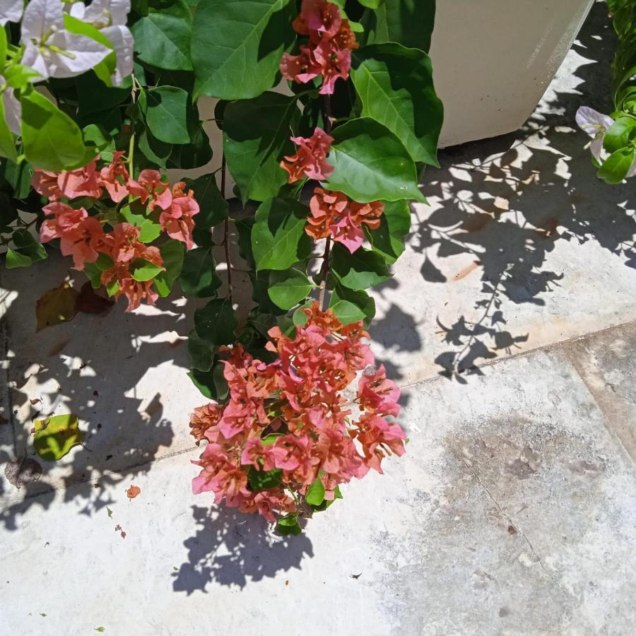 Color Hostel Palomino Ngoại thất bức ảnh