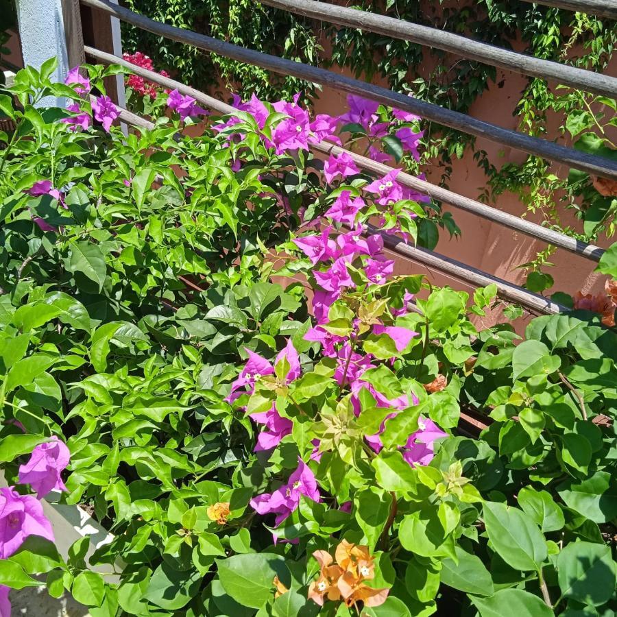 Color Hostel Palomino Ngoại thất bức ảnh